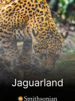 Jaguarland